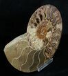 Inch Ammonite (Half) - Crystal Chambers #3757-2